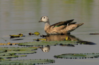 Rockhampton Botanic Gardens